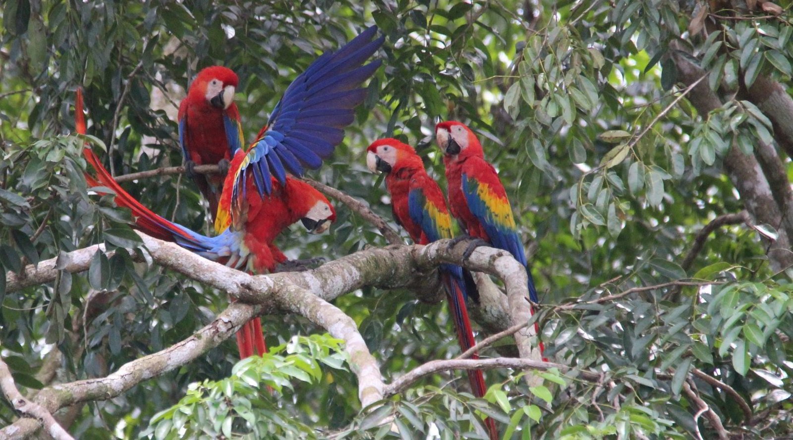Vista ballena Tours