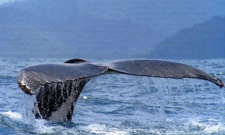 Whale-watching-tour-Costa-Rica